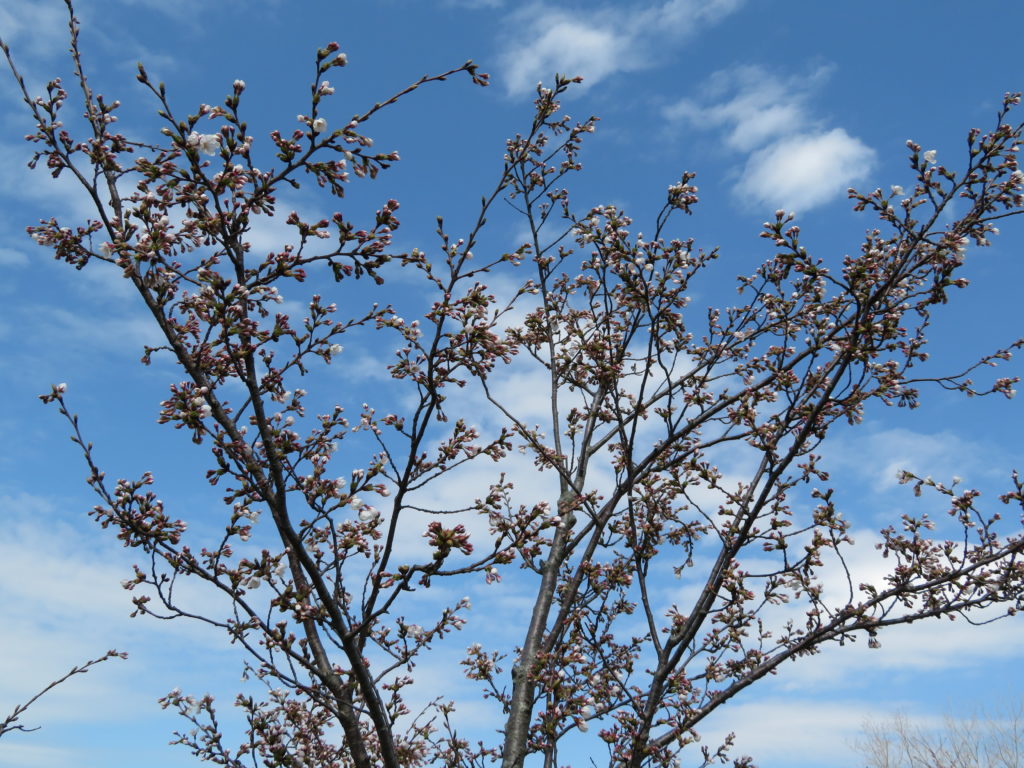 Cherry Blossoms