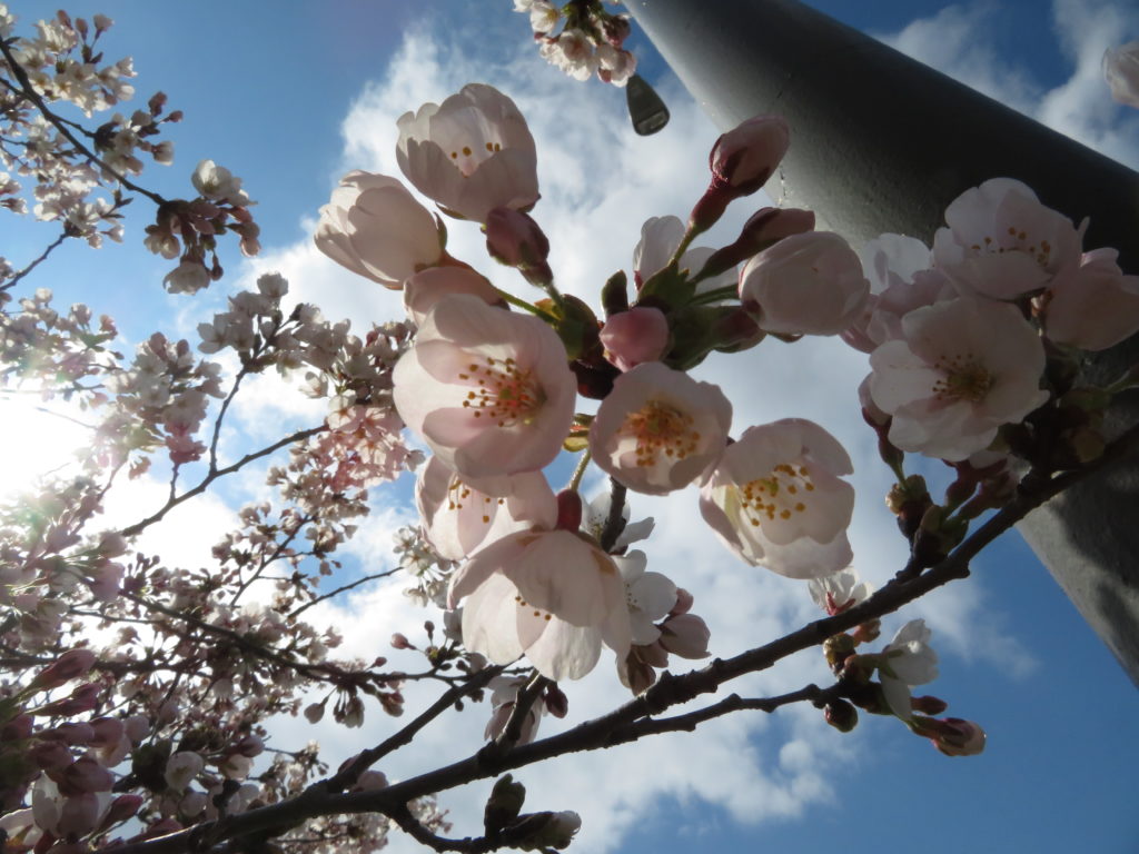 More Cherry Blossoms